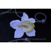 Blumen für Hochzeitsauto weiße Orchideen